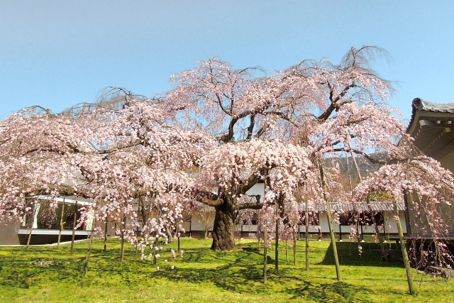 Cerisiers de temps Daigo